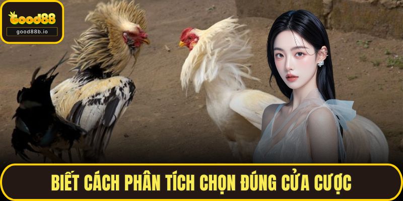 Đá Gà Mỹ GOOD88 – Môn Chơi Tốc Chiến Hấp Dẫn Nhất Hiện Nay Biết cách phân tích chọn đúng cửa cược