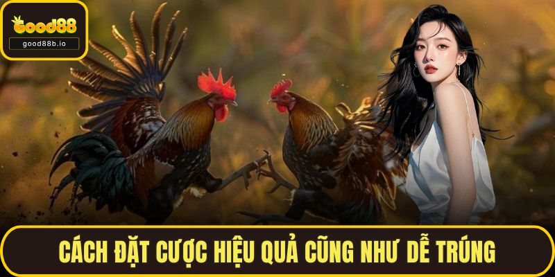 Đá Gà Cựa Sắt GOOD88 – Trận Địa Cho Những Người Yêu Chiến Kê Cách đặt cược hiệu quả cũng như dễ trúng