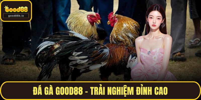 Đá Gà GOOD88 – Trải Nghiệm Đỉnh Cao Cho Những Người Đam Mê Đá gà GOOD88