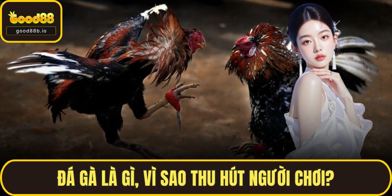 Đá Gà GOOD88 – Trải Nghiệm Đỉnh Cao Cho Những Người Đam Mê Đá gà là gì, vì sao thu hút người chơi?