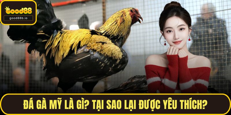 Đá Gà Mỹ GOOD88 – Môn Chơi Tốc Chiến Hấp Dẫn Nhất Hiện Nay Đá gà mỹ là gì? Tại sao lại được yêu thích?