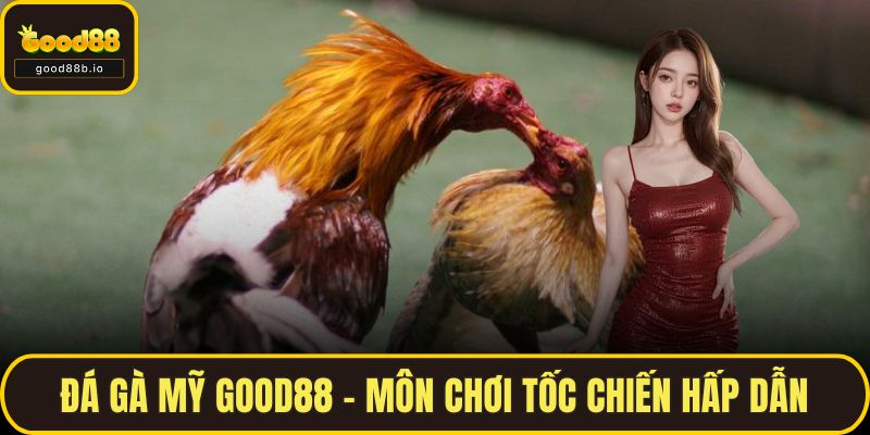 Đá Gà Mỹ GOOD88 – Môn Chơi Tốc Chiến Hấp Dẫn Nhất Hiện Nay Đá Gà Mỹ GOOD88 – Môn Chơi Tốc Chiến Hấp Dẫn
