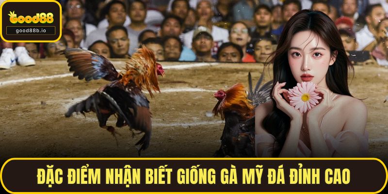 Đá Gà Mỹ GOOD88 – Môn Chơi Tốc Chiến Hấp Dẫn Nhất Hiện Nay Đặc điểm nhận biết giống gà mỹ đá đỉnh cao